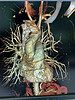 IMG-20211226-WA0001